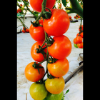 tomaten02